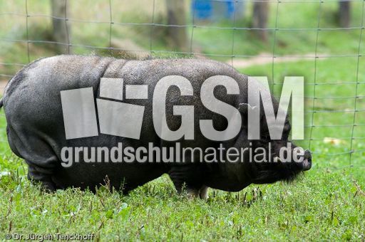 Hängebauchschwein (27 von 37).jpg